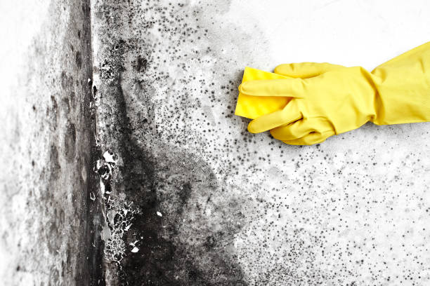Best Airborne Mold Testing  in Diamondhead, MS