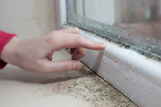 Reliable Diamondhead, MS Mold Removal Solutions