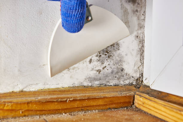 Mold Removal for HVAC Installations in Diamondhead, MS
